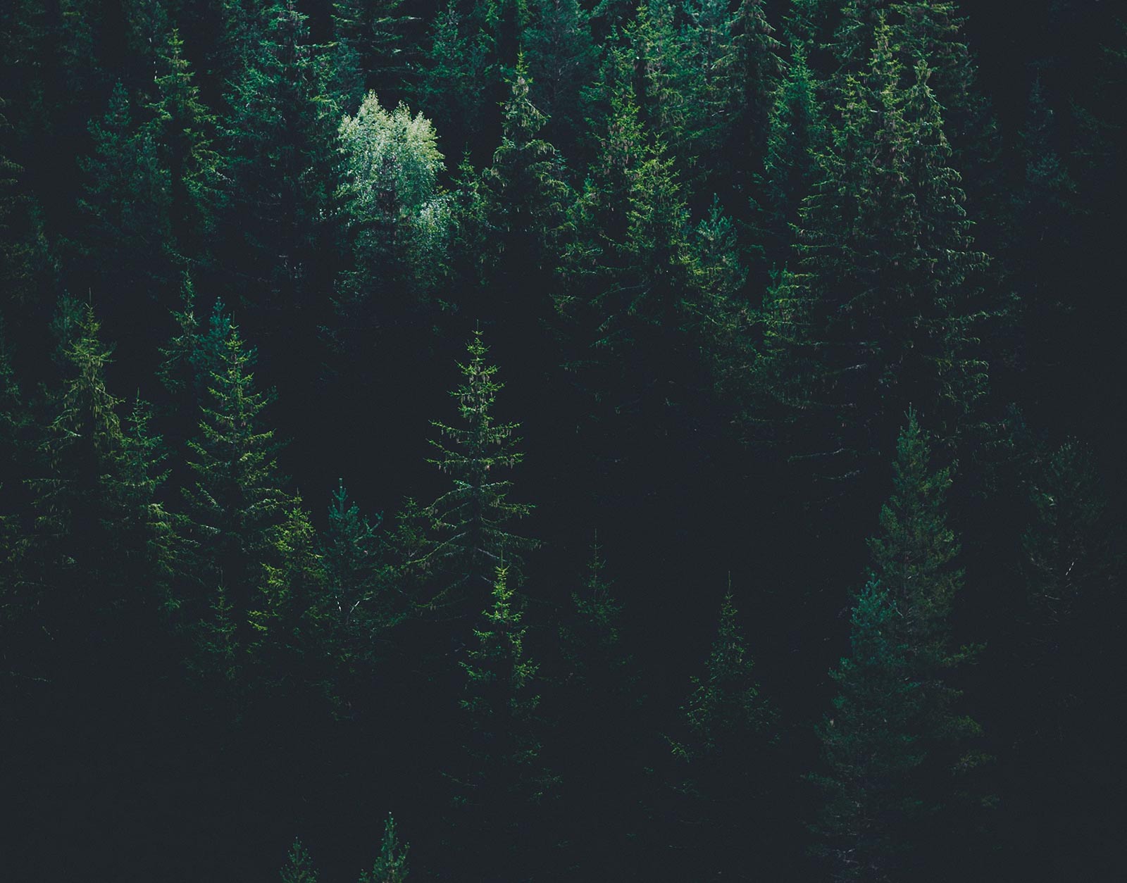 evgeni evgeniev LPKk3wtkC g unsplash